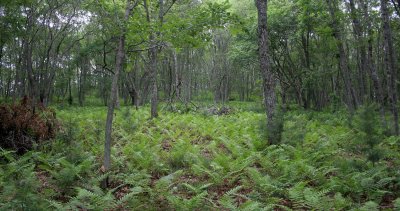 PRIMORYE RUSSIA - OSTRICH FERN - KEDROVAYA PAD & LAZOVSKY (34).jpg