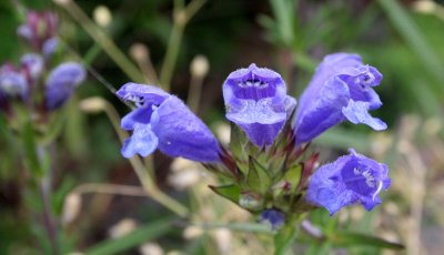 PRIMORYE RUSSIA - PENSTEMON SPECIES FROM LAZOVSKY.jpg