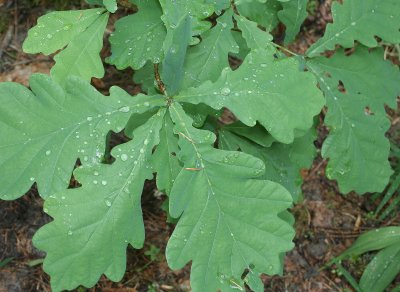 PRIOKSKO-TERRASNY RESERVE FLORA - CENTRAL SIBERIA (33).jpg