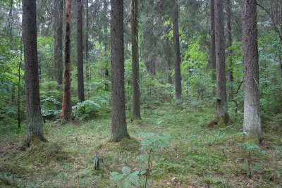 PRIOKSKO-TERRASNY RESERVE FLORA - CENTRAL SIBERIA (36).jpg