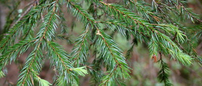 PRIOKSKO-TERRASNY RESERVE FLORA - CENTRAL SIBERIA (42).jpg