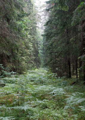 PRIOKSKO-TERRASNY RESERVE FLORA - CENTRAL SIBERIA (55).jpg
