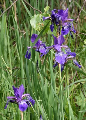 PRIOKSKO-TERRASNY RESERVE FLORA - CENTRAL SIBERIA (64).jpg