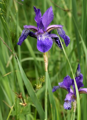 PRIOKSKO-TERRASNY RESERVE FLORA - CENTRAL SIBERIA (66).jpg