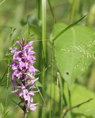 PRIOKSKO-TERRASNY RESERVE FLORA - CENTRAL SIBERIA (88).jpg