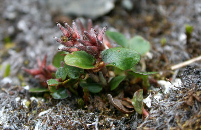 FLORA - POLAR WILLOW - SALIX POLARIS.jpg