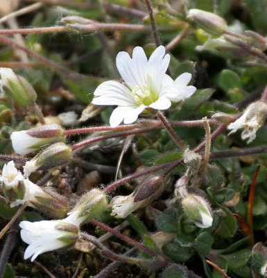 FLORA - SVALBARD - ARCTIC MOUSEWEED - Cerastium arcticum.jpg