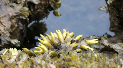 FLORA - SVALBARD - FUCUS SPECIES.jpg