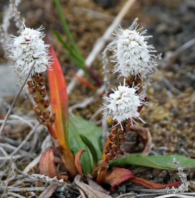 FLORA - SVALBARD - PLANTAGO SPECIES.jpg