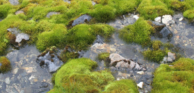 FLORA - SVALBARD BRYOPHYTE SPECIES - MOSSES.jpg