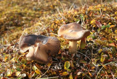 FLORA SVALBARD - FUNGI SPECIES (2).jpg