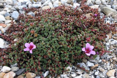 FLORA SVALBARD - PURPLE SAXIFRAGE - Saxifraga oppositifolia.jpg