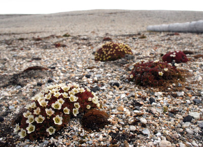 FLORA SVALBARD - TUFTED SAXIFRAGE - Saxifraga cespitosa.jpg