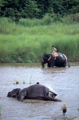 NEPAL - CHITWAN - ELEPHANT LABOR WASHING.jpg