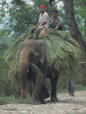 NEPAL - CHITWAN NP - ELEPHANT LABOR A.jpg