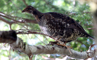 BIRD - GROUSE - ROUGHED GROUSE - TWIN RIVER WA.JPG