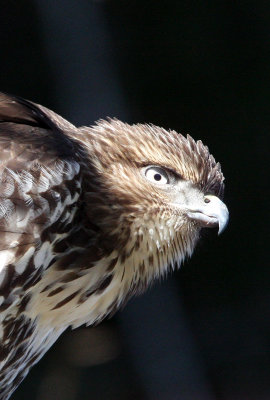 BIRD - HAWK - REDTAIL HAWK - TWIN RIVER ROAD OLYMPIC PENINSULA 17.JPG