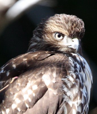 BIRD - HAWK - REDTAIL HAWK - TWIN RIVER ROAD OLYMPIC PENINSULA 30.JPG