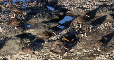 BIRD - OYSTERCATCHER - RED-BILLED OYSTERCATCHER - CAPE FLATTERY WA 8.JPG
