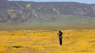 2010-4-6 CARRIZO PLAIN NATIONAL MONUMENT CAMPING EXPEDITION - COKIE IN LASTHENIA FIELDS - GOLD FIELDS (3).JPG
