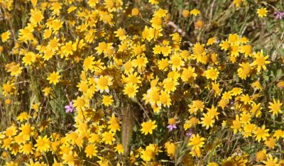 ASTERACEAE - LASTHENIA SPECIES - GOLD FIELDS - CARRIZO PLAIN NATIONAL MONUMENT (6).JPG