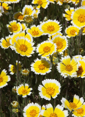 ASTERACEAE - LAYIA PLATYGLOSSA - TIDY TIPS - CARRIZO PLAIN NM CALIFORNIA (4).JPG