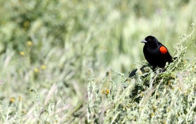BIRD - BLACKBIRD - REDWINGED BLACKBIRD - CARRIZO PLAIN NATIONAL MONUMENT (2).JPG