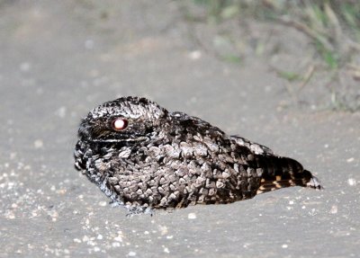 BIRD - COMMON POORHILL - PHALAENOPTILUS NUTTALLII - CARRIZO PLAIN NATIONAL MONUMENT (2).JPG