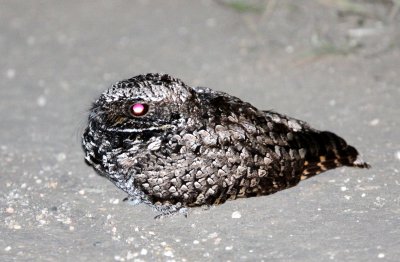 BIRD - COMMON POORHILL - PHALAENOPTILUS NUTTALLII - CARRIZO PLAIN NATIONAL MONUMENT (4).JPG