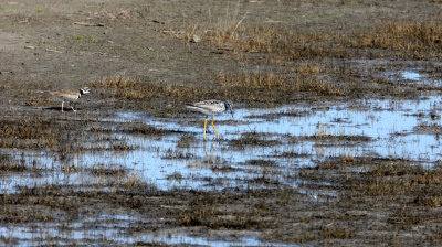 BIRD - GREATER YELLOWLEGS - CARRIZO PLAIN NATIONAL MONUMENT CALIFORNIA.JPG