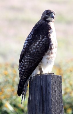 BIRD - HAWK - FERRUGINOUS HAWK - CARRIZO PLAIN NATIONAL MONUMENT (7).JPG