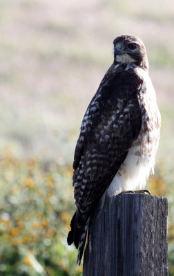 BIRD - HAWK - FERRUGINOUS HAWK - CARRIZO PLAIN NATIONAL MONUMENT.JPG