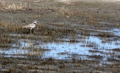 BIRD - KILLDEER - CARRIZO PLAIN NATIONAL MONUMENT CALIFORNIA (3).JPG