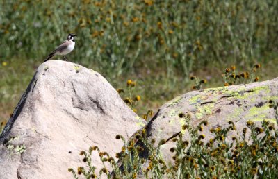 BIRD - LARK - HORNED LARK - CARRIZO PLAIN NATIONAL MONUMENT (11).JPG