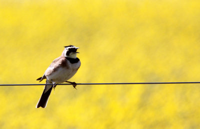 BIRD - LARK - HORNED LARK - CARRIZO PLAIN NATIONAL MONUMENT.JPG