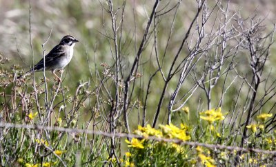 BIRD - SPARROW-  LARK SPARROW - CARRIZO PLAIN NATIONAL MONUMENT.JPG