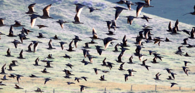 BIRD - WHIMBREL - CARRIZO PLAIN NATIONAL MONUMENT.JPG