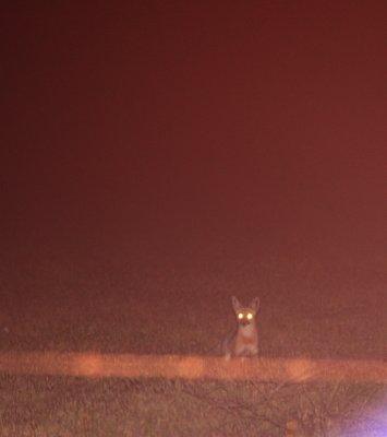 CANID - FOX - SAN JOAQUIN KIT FOX - CARRIZO PLAIN NATIONAL MONUMENT CALIFORNIA (2).jpg