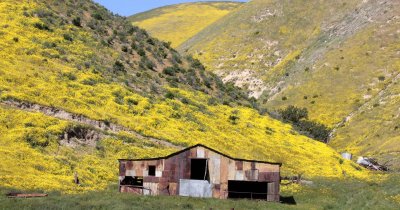 CARRIZO PLAIN NATIONAL MONUMENT - SEENS OF THE FLOWERS AND AREA (3).JPG