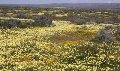 CARRIZO PLAIN NATIONAL MONUMENT - VIEWS OF THE FLOWER FIELDS - ROADTRIP SPRING 2010 (12).JPG