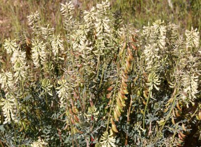 FABACEAE - ASTRAGALUS OXYPHYSUS - MILK VETCH - CARRIZO PLAIN NATIONAL MONUMENT CALIFORNIA (2).JPG