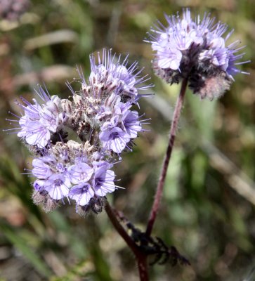 HYDROPHYLLACEAE - PHACELIA TENACETIFOLIA - FERN LEAF PHACELIA - CARRIZO PLAIN NATIONAL MONUMENT CALIFORNIA (2).JPG