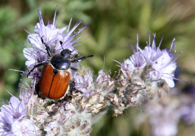 INVERT - ARTHROPODA - COLEOPTERA - PARACOTALPA SPECIES - CARRIZO PLAIN NATIONAL MONUMENT CALIFORNIA (6).JPG