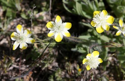 PAPAVERACEAE - PLATYSTEMON CALIFORNICA - CREAM CUPS - PLANT SPECIES - CARRIZO PLAIN NM CALIFORNIA (3).JPG