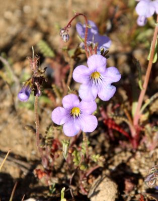 PLANT SPECIES - CARRIZO PLAIN NATIONAL MONUMENT CALIFORNIA (12).JPG