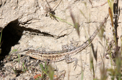 REPTILE - LIZARD - SIDE-BLOTCHED LIZARD - CARRIZO PLAIN NATIONAL MONUMENT CALIFORNIA (10).JPG