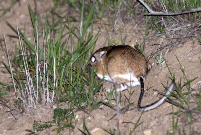 RODENT - KANGAROO RAT - GIANT KANGAROO RAT - CARRIZO PLAIN NATIONAL MONUMENT (2).JPG