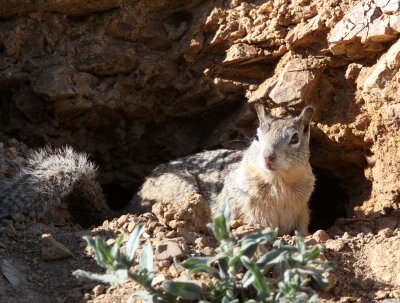 RODENT - SQUIRREL - CALIFORNIA GROUND SQUIRREL - CARRIZO PLAIN NATIONAL MONUMENT (14).JPG