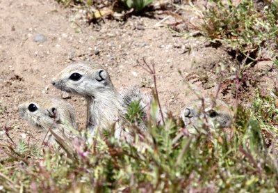 RODENT - SQUIRREL - SAN JOAQUIN ANTELOPE SQUIRREL - NELSONS ANTELOPE SQUIRREL - CARRIZO PLAIN NATIONAL MONUMENT (3).JPG