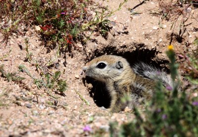 RODENT - SQUIRREL - SAN JOAQUIN ANTELOPE SQUIRREL - NELSON'S ANTELOPE SQUIRREL - CARRIZO PLAIN NATIONAL MONUMENT (3).JPG